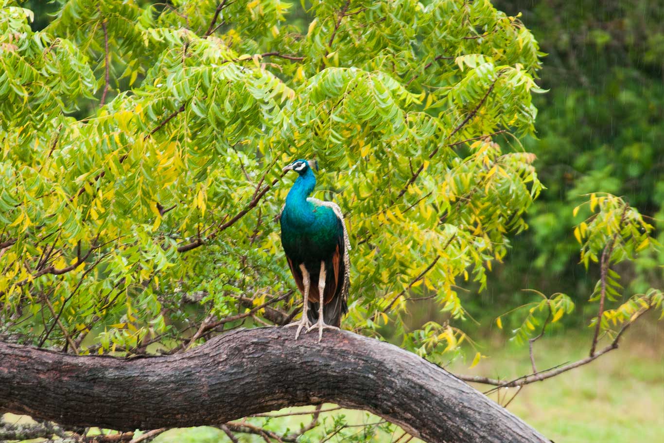 wild-gallery-3 | ArTravele | Agence de voyages de luxe au Sri Lanka | Forfaits touristiques sur mesure