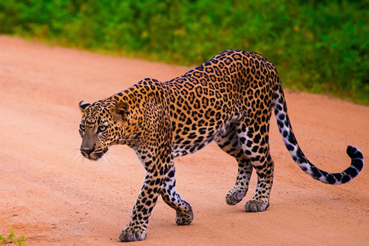 artravele-7 | ArTravele | Agence de voyages de luxe au Sri Lanka | Forfaits touristiques sur mesure