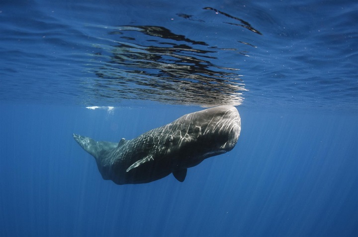 whales-in-sri-lanka | ArTravele | Agence de voyages de luxe au Sri Lanka | Forfaits touristiques sur mesure