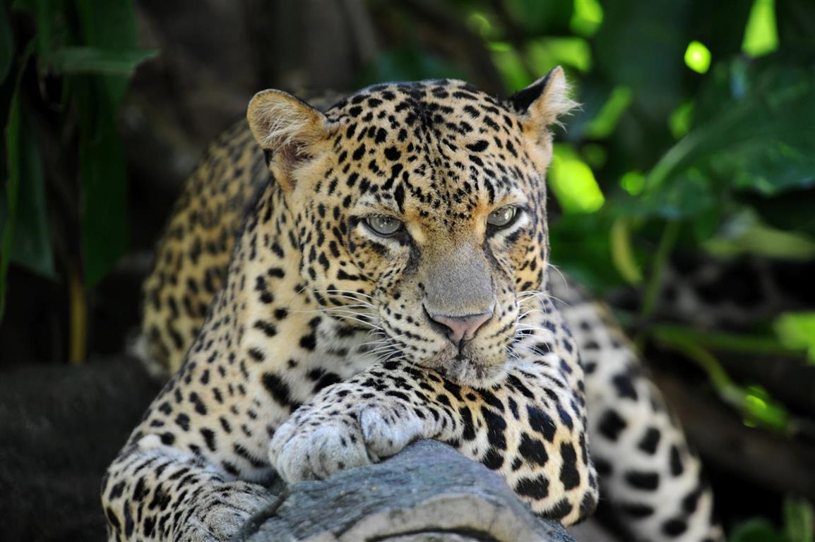 Artravele Leopard | ArTravele | Agence de voyages de luxe au Sri Lanka | Forfaits touristiques sur mesure