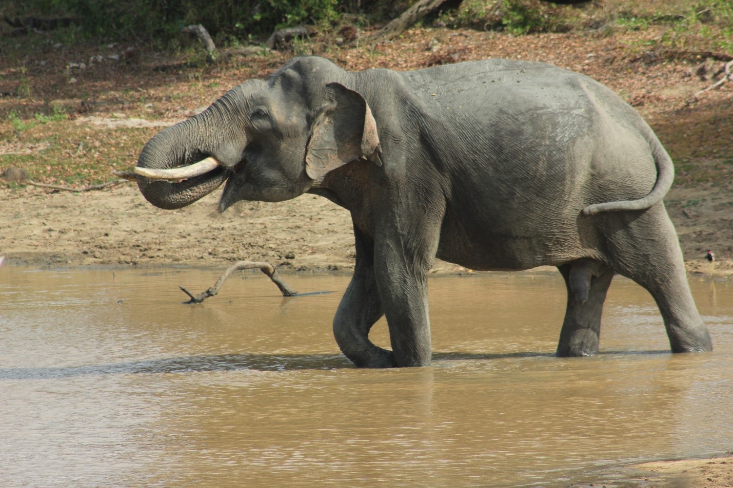 Elephant 2 | ArTravele | Agence de voyages de luxe au Sri Lanka | Forfaits touristiques sur mesure