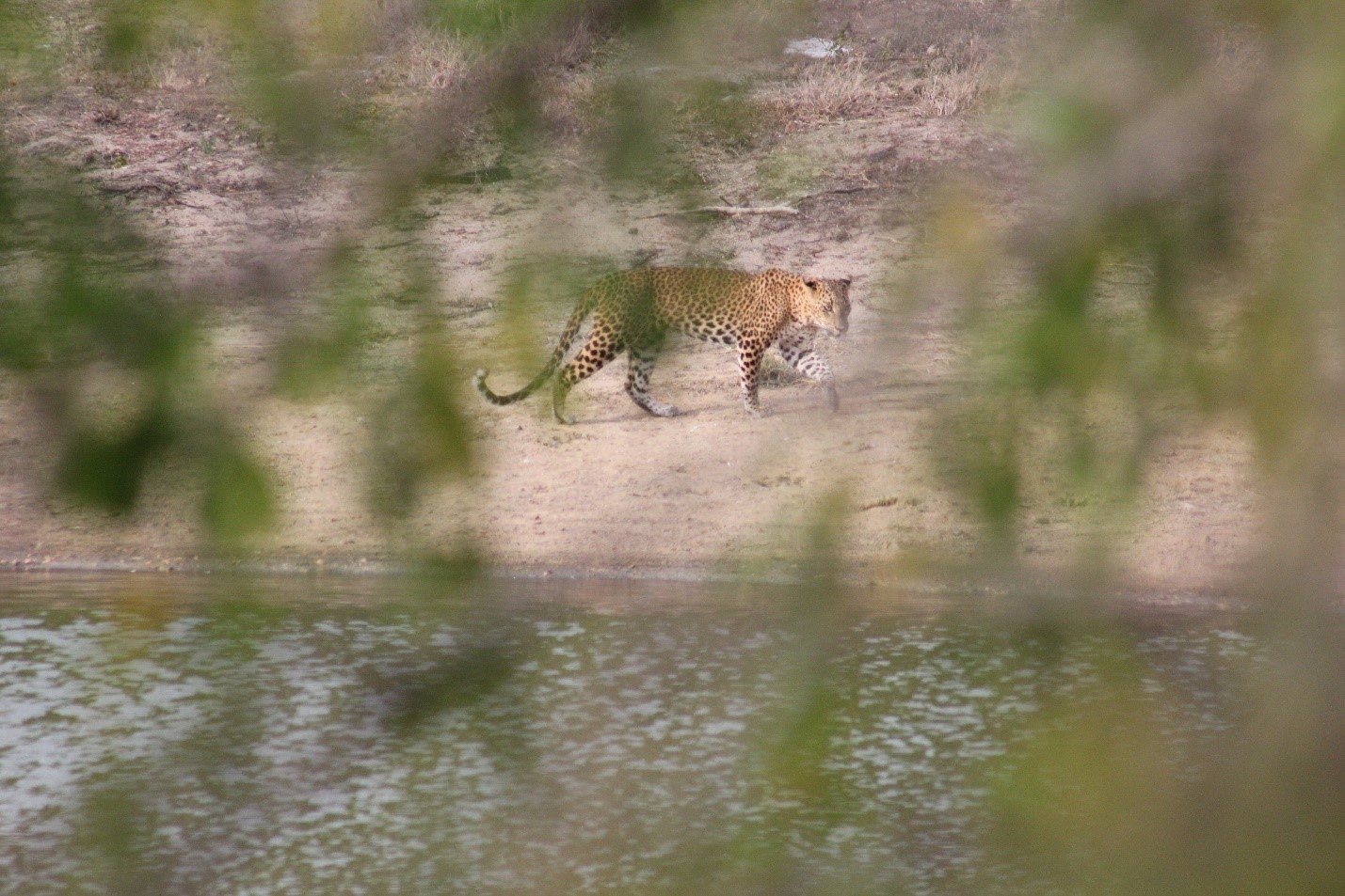 Leopard | ArTravele | Agence de voyages de luxe au Sri Lanka | Forfaits touristiques sur mesure